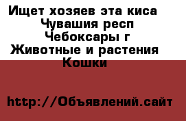 Ищет хозяев эта киса.  - Чувашия респ., Чебоксары г. Животные и растения » Кошки   
